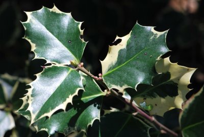 Ilex aquifolium 'Argenteomarginata' -cesmína ostrolistá 'Argenteomarginata' - jarní pučení